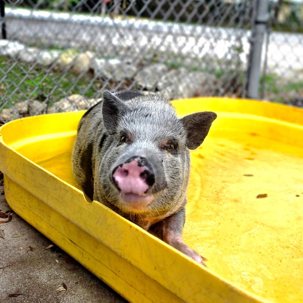 Enlarge Wendy, a Adoptable Vietnamese Pot Bellied in Port Charlotte, FL image 1/4