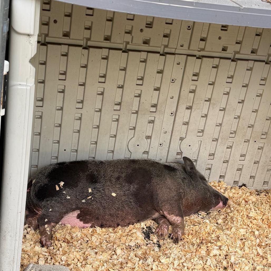 Enlarge Wendy, a Adoptable Vietnamese Pot Bellied in Port Charlotte, FL image 2/4