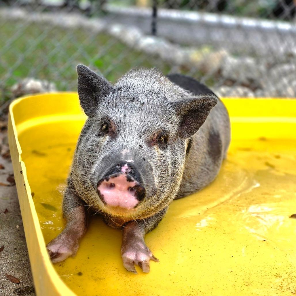 Enlarge Wendy, a Adoptable Vietnamese Pot Bellied in Port Charlotte, FL image 3/4