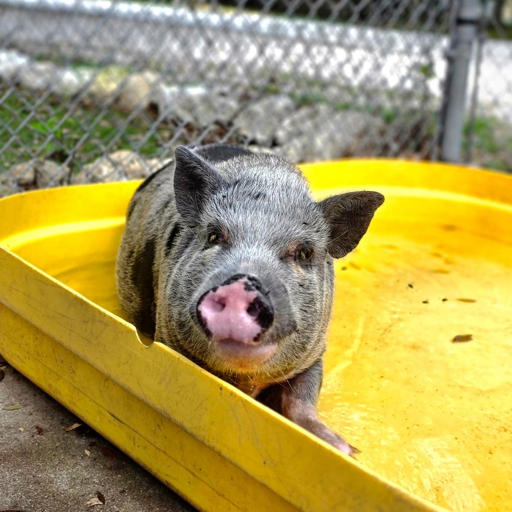 Enlarge Wendy, a Adoptable Vietnamese Pot Bellied in Port Charlotte, FL image 4/4