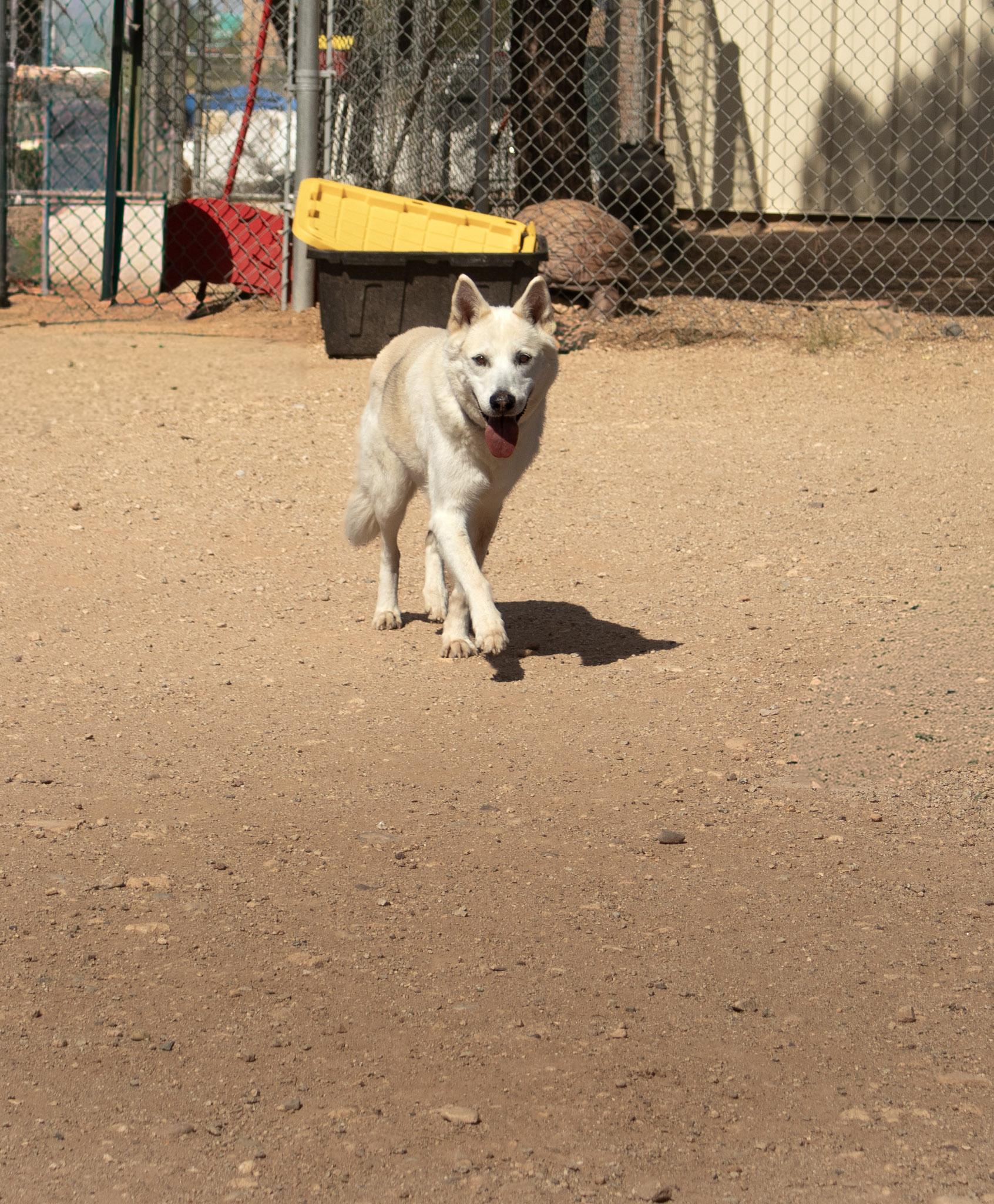 Ashley, Adopted, Adult Female German Shepherd Dog.