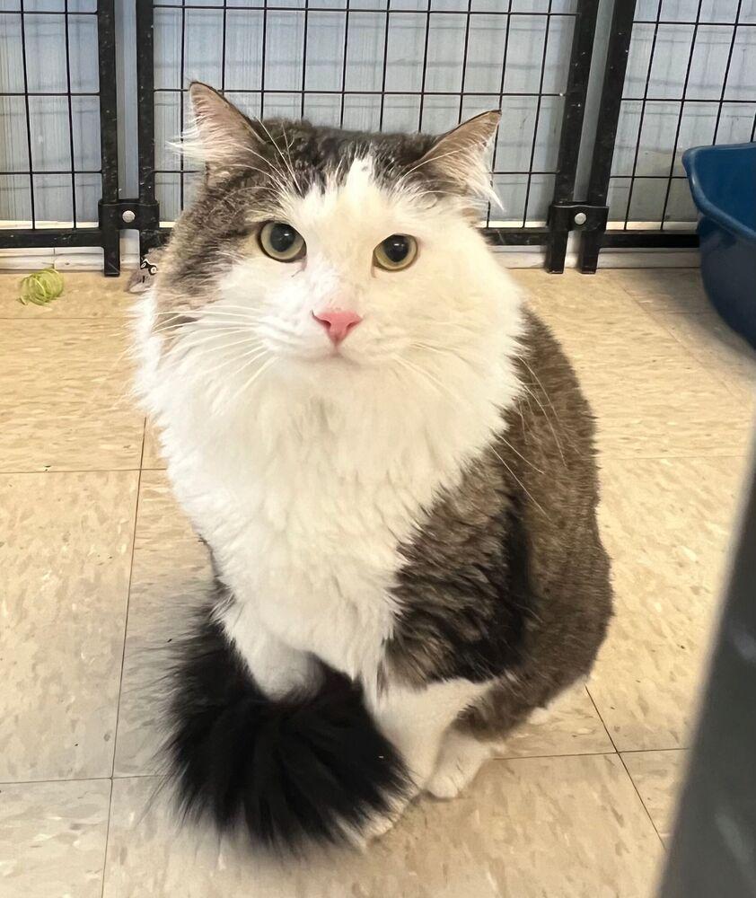 Enlarge E.T., a Adoptable Domestic Medium Hair in McPherson, KS image 1/1