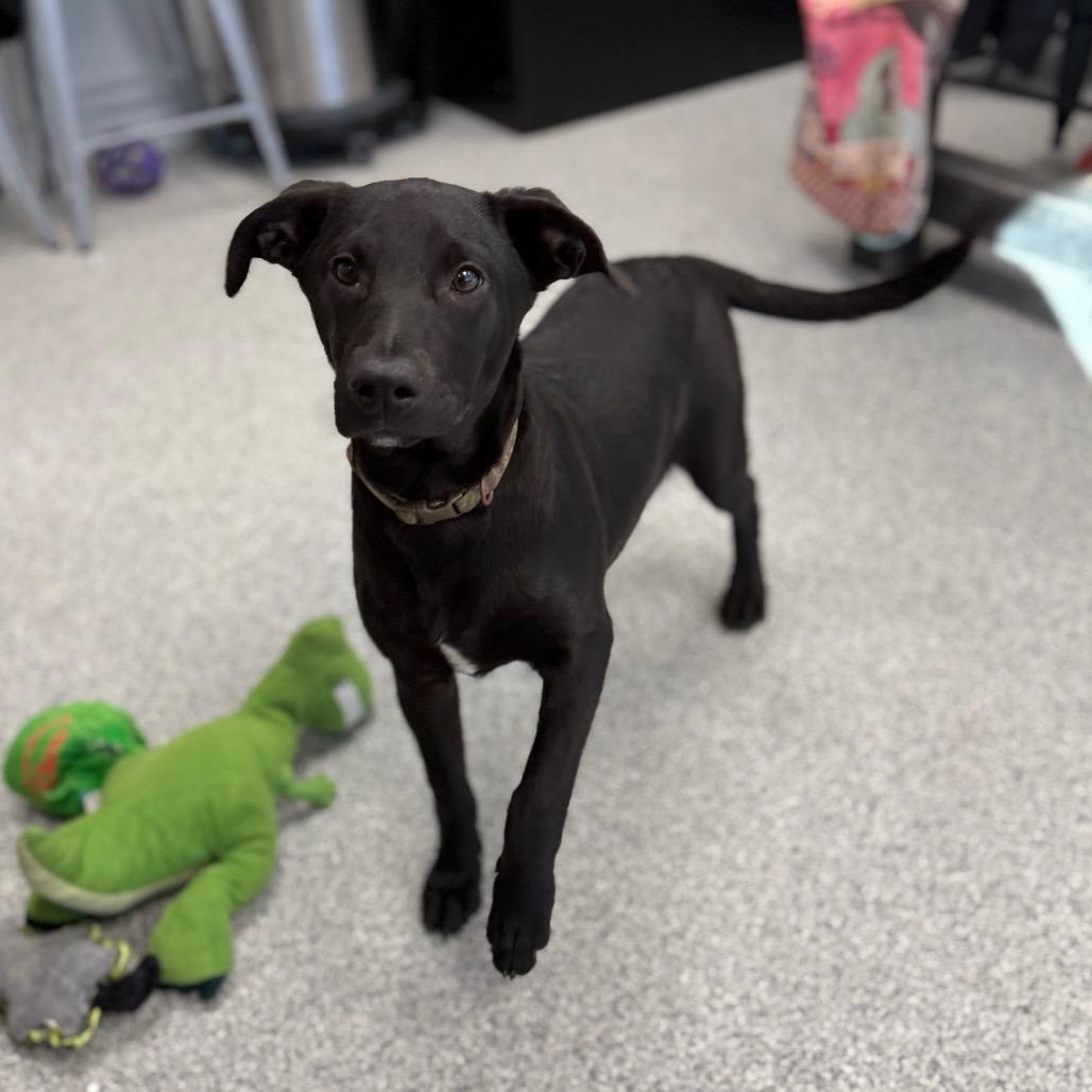 Harriet, Adoptable, Puppy Female Labrador Retriever & Mixed Breed.