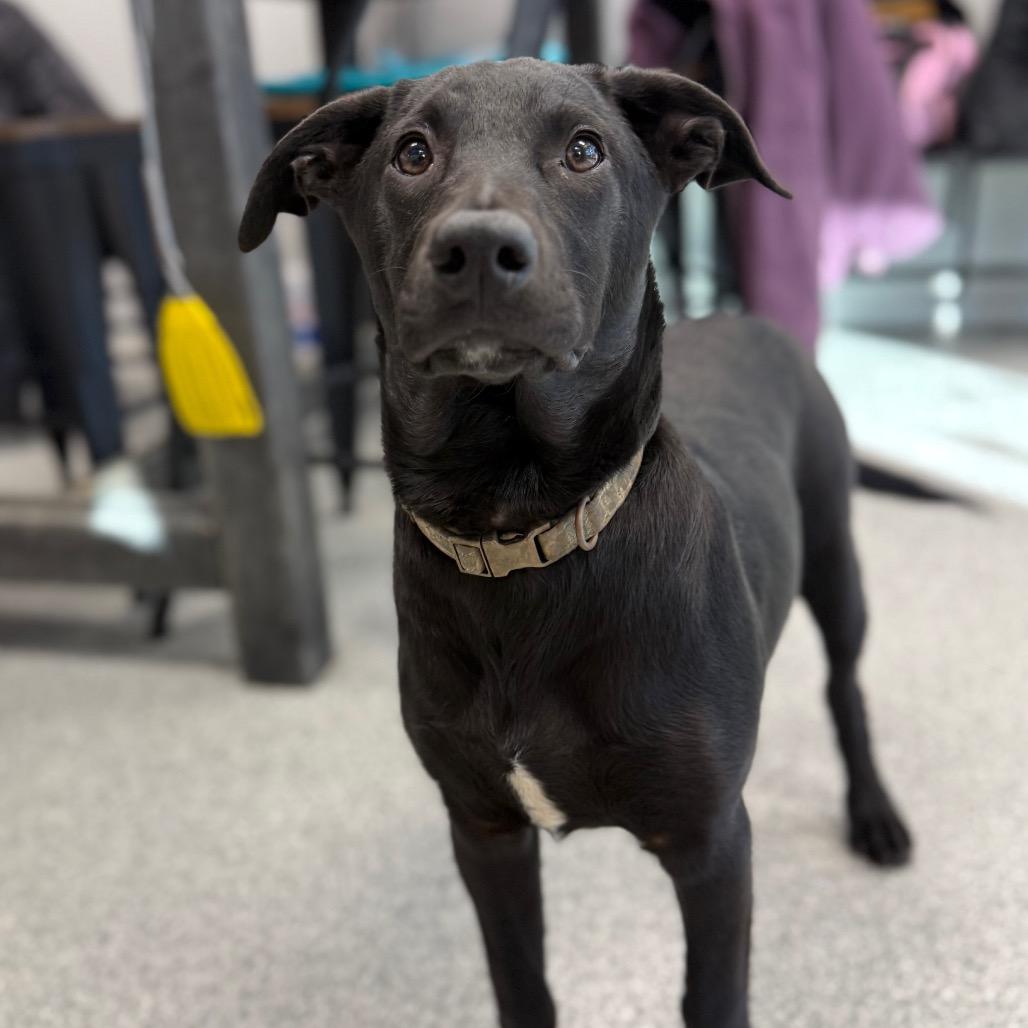Harriet, a Adoptable mixed breed in Monticello, IA image 5/6
