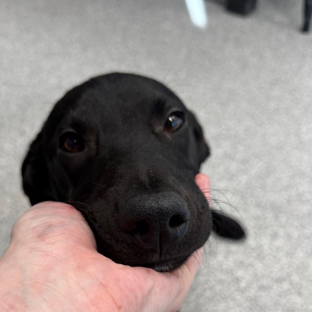 Harriet, a Adoptable mixed breed in Monticello, IA image 6/6