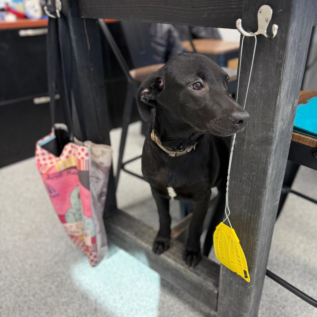 Harriet, a Adoptable mixed breed in Monticello, IA image 4/6