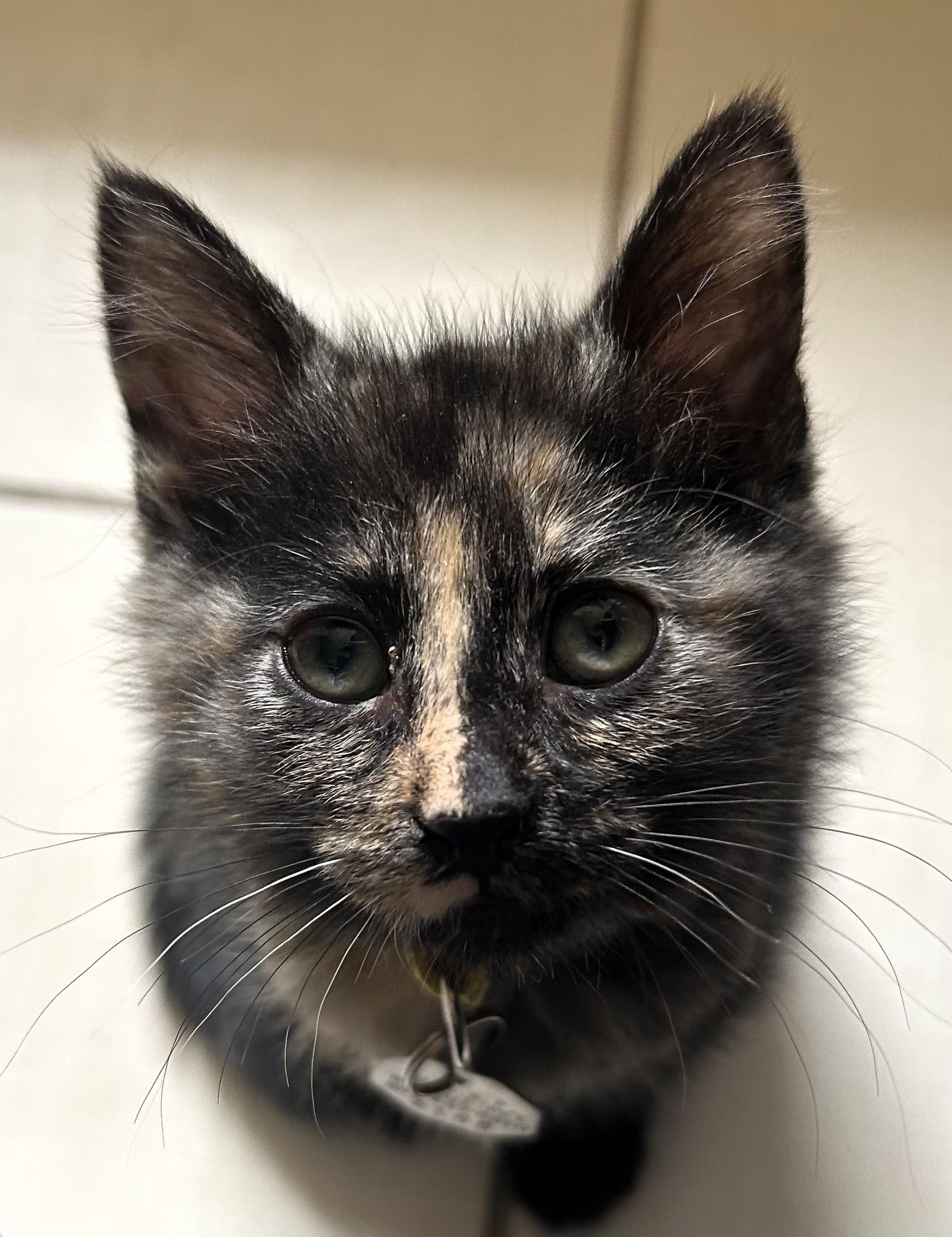 Comet, a ADOPTABLE Domestic Short Hair in Salt Lake City, UT image 2/3