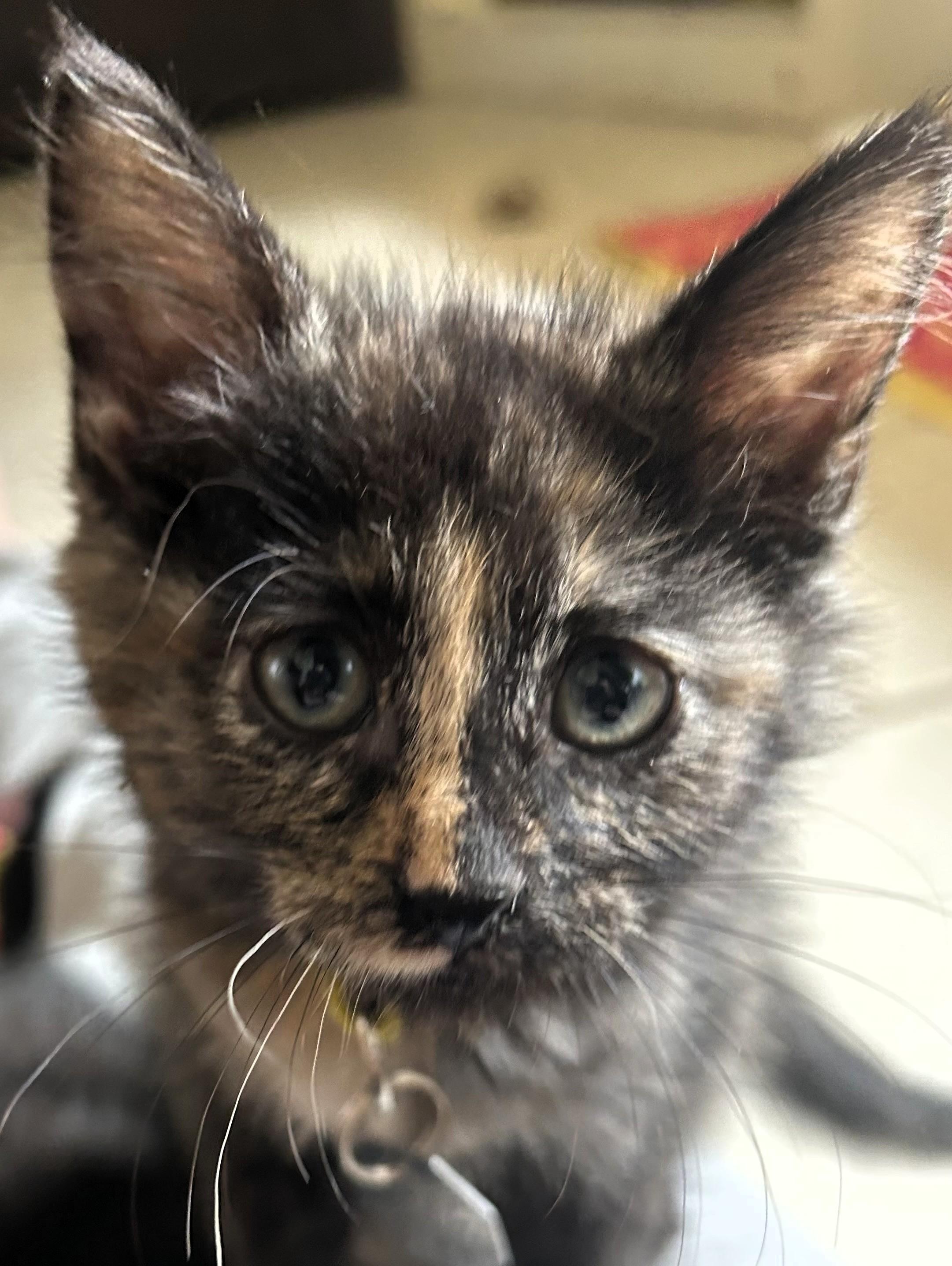 Comet, a ADOPTABLE Domestic Short Hair in Salt Lake City, UT image 3/3