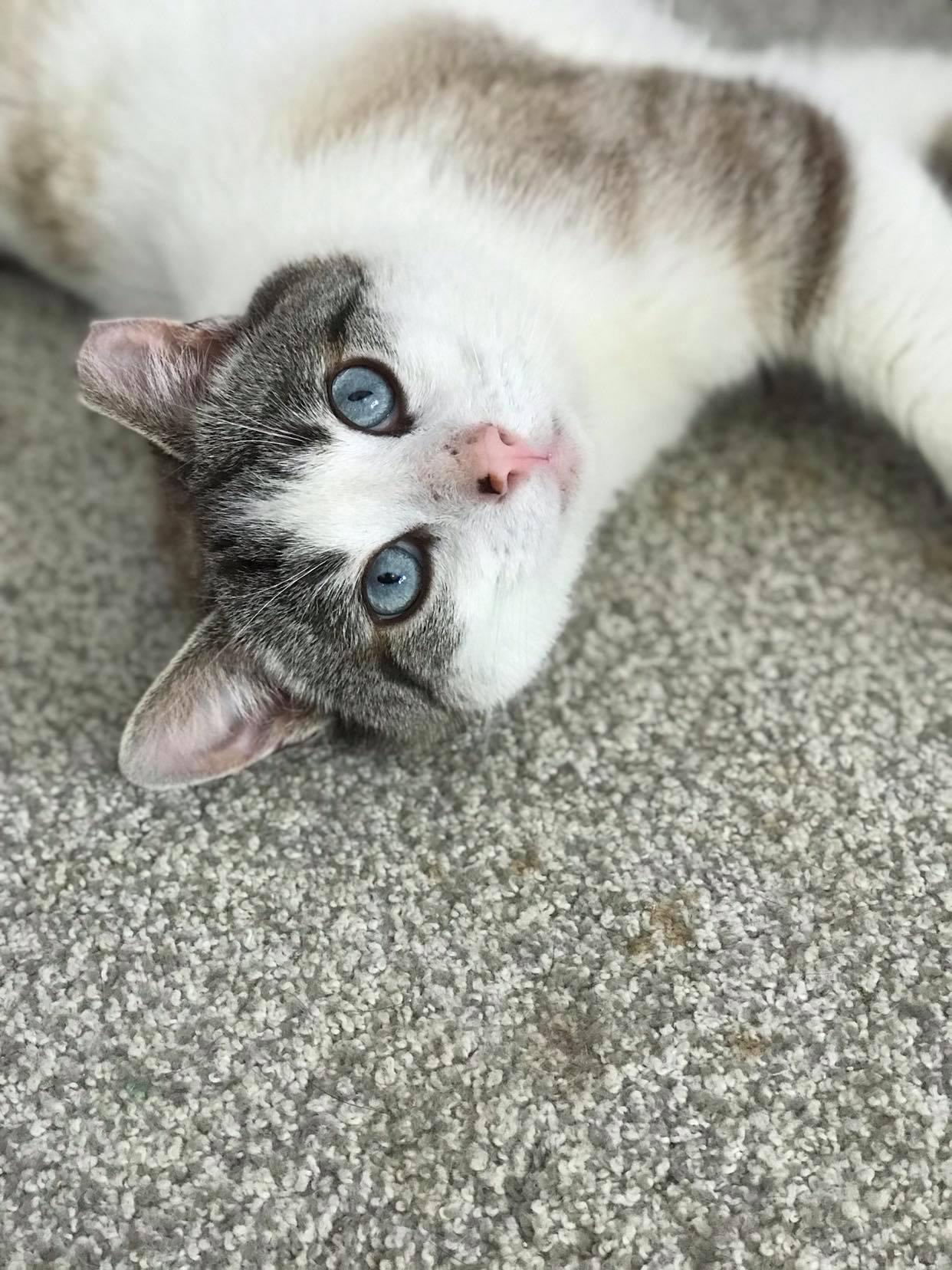 Moonshine thumbnail 2