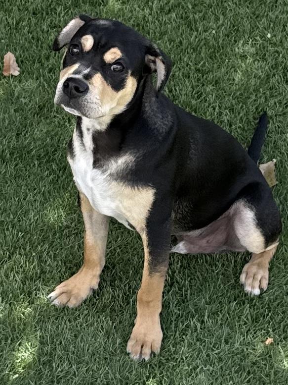 Enlarge Jelly Belly , a ADOPTABLE Mixed Breed in Henderson, NV image 2/3