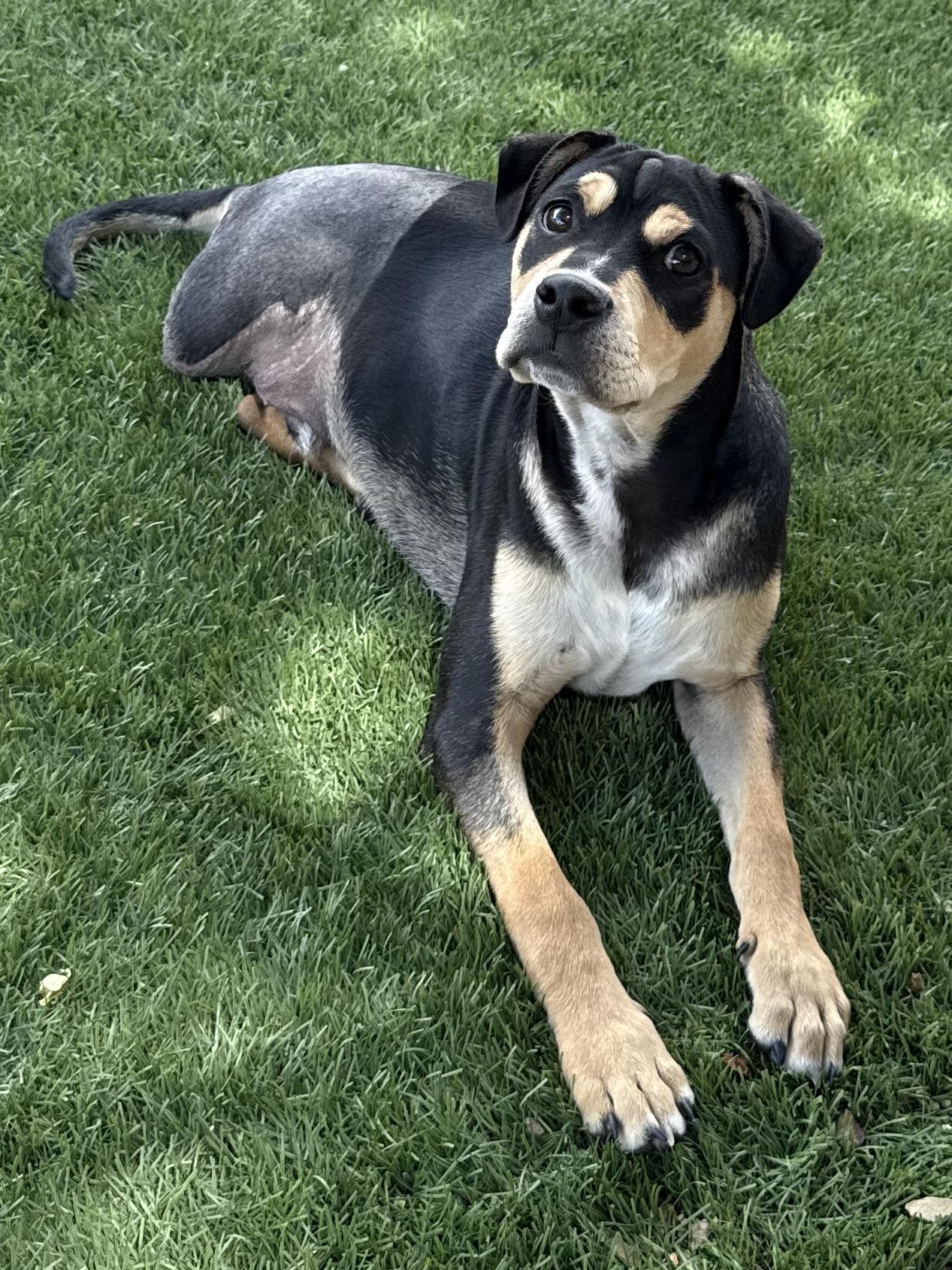 Enlarge Jelly Belly , a ADOPTABLE Mixed Breed in Henderson, NV image 3/3