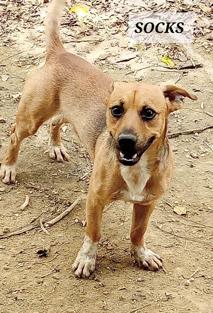Dog for adoption SOCKS, a Terrier & Chihuahua Mix in Bothell, WA
