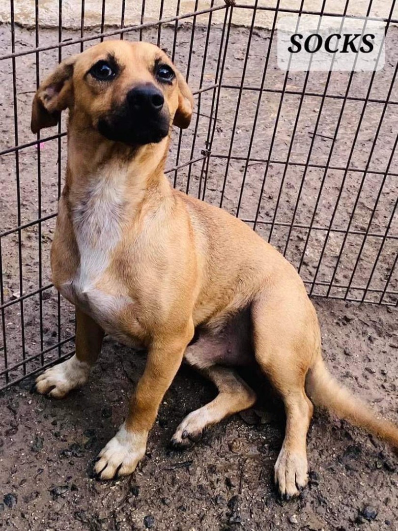 Dog for adoption SOCKS, a Terrier & Chihuahua Mix in Bothell, WA