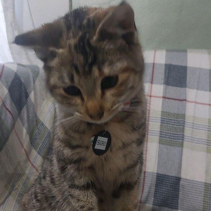 Siri, adopted, Young Female Domestic Short Hair.