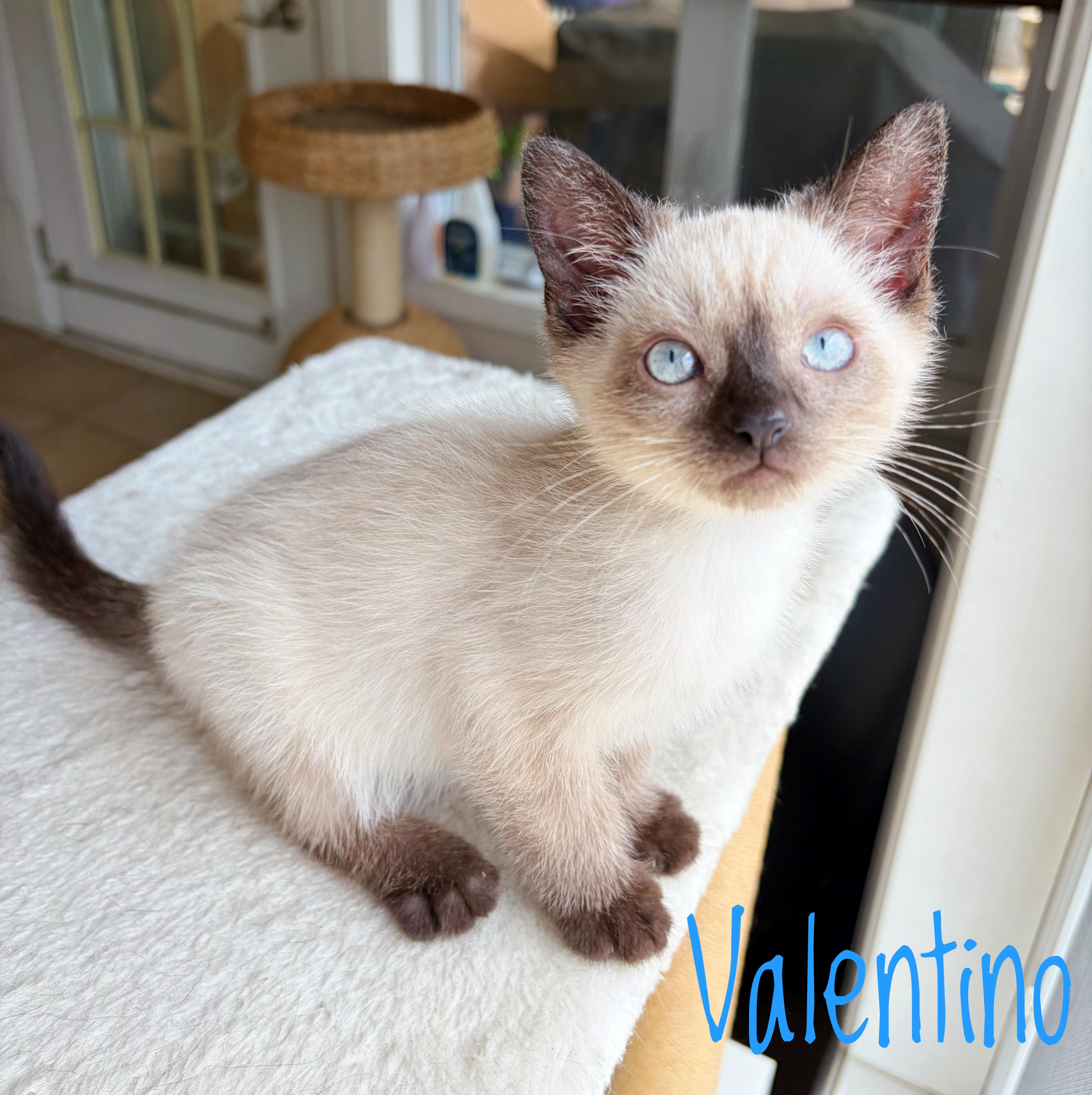 Enlarge Valentino, a ADOPTABLE Domestic Short Hair in Bethel, OH image 1/1