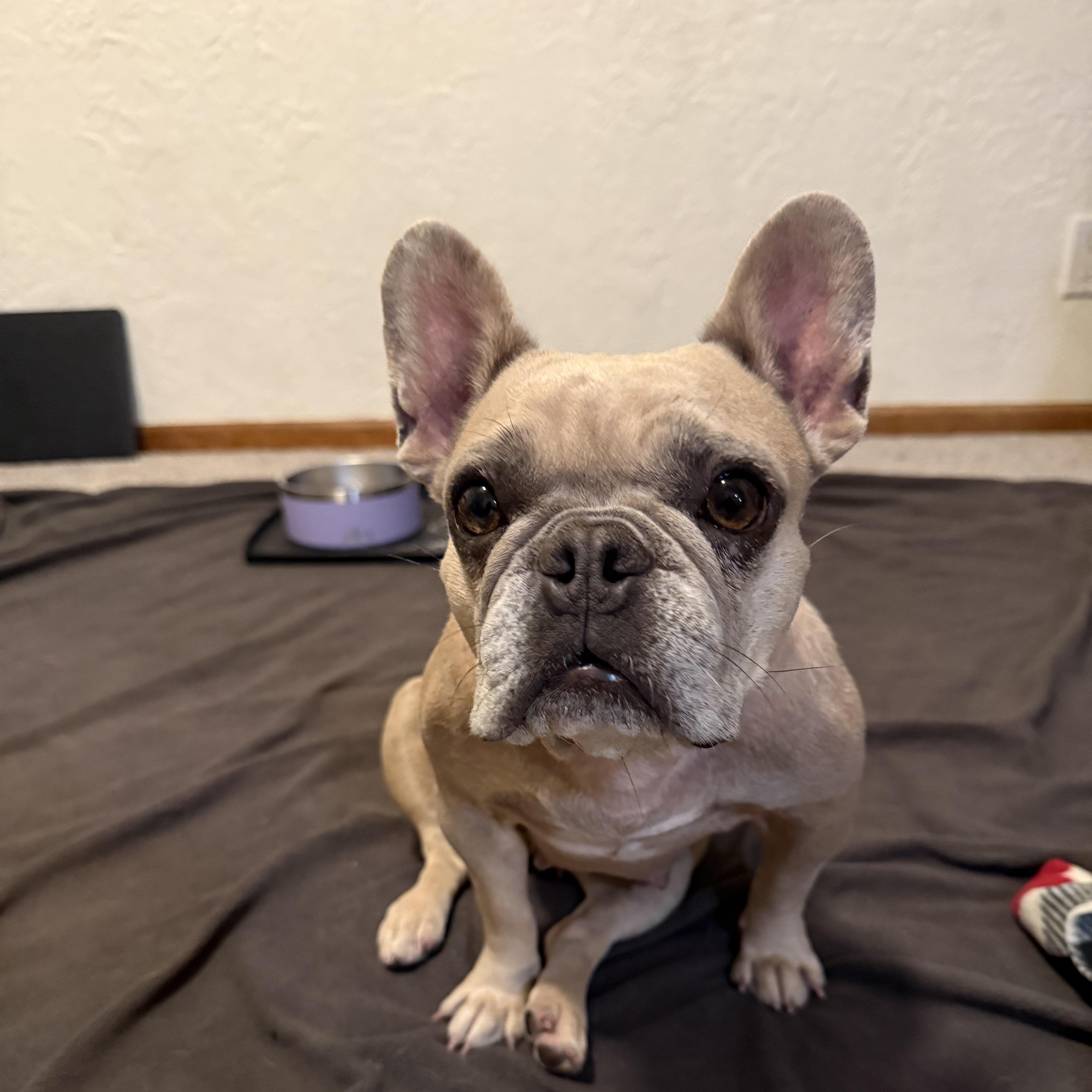 Enlarge Cookie, a ADOPTABLE French Bulldog in Powell Butte, OR image 5/5
