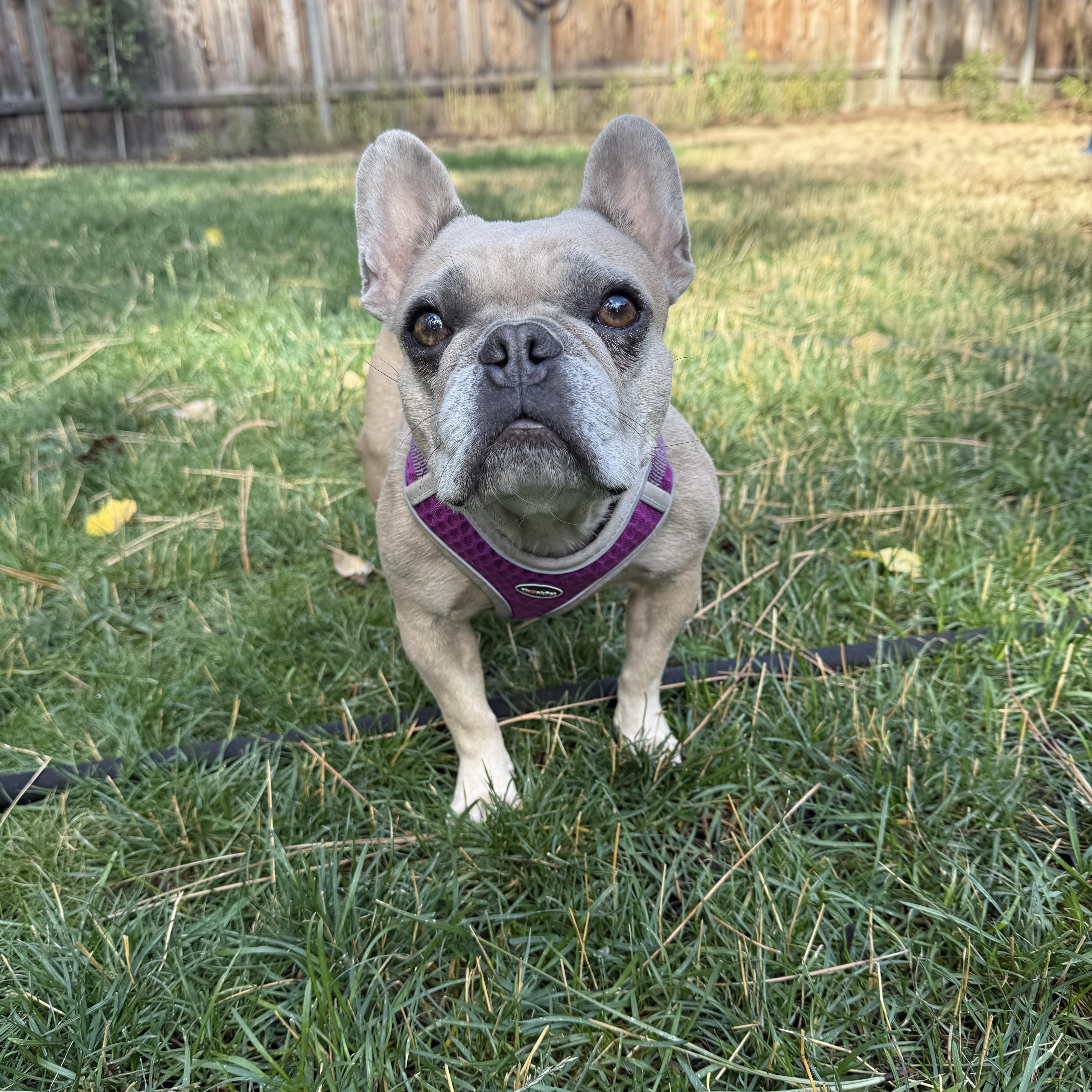 Enlarge Cookie, a ADOPTABLE French Bulldog in Powell Butte, OR image 2/5