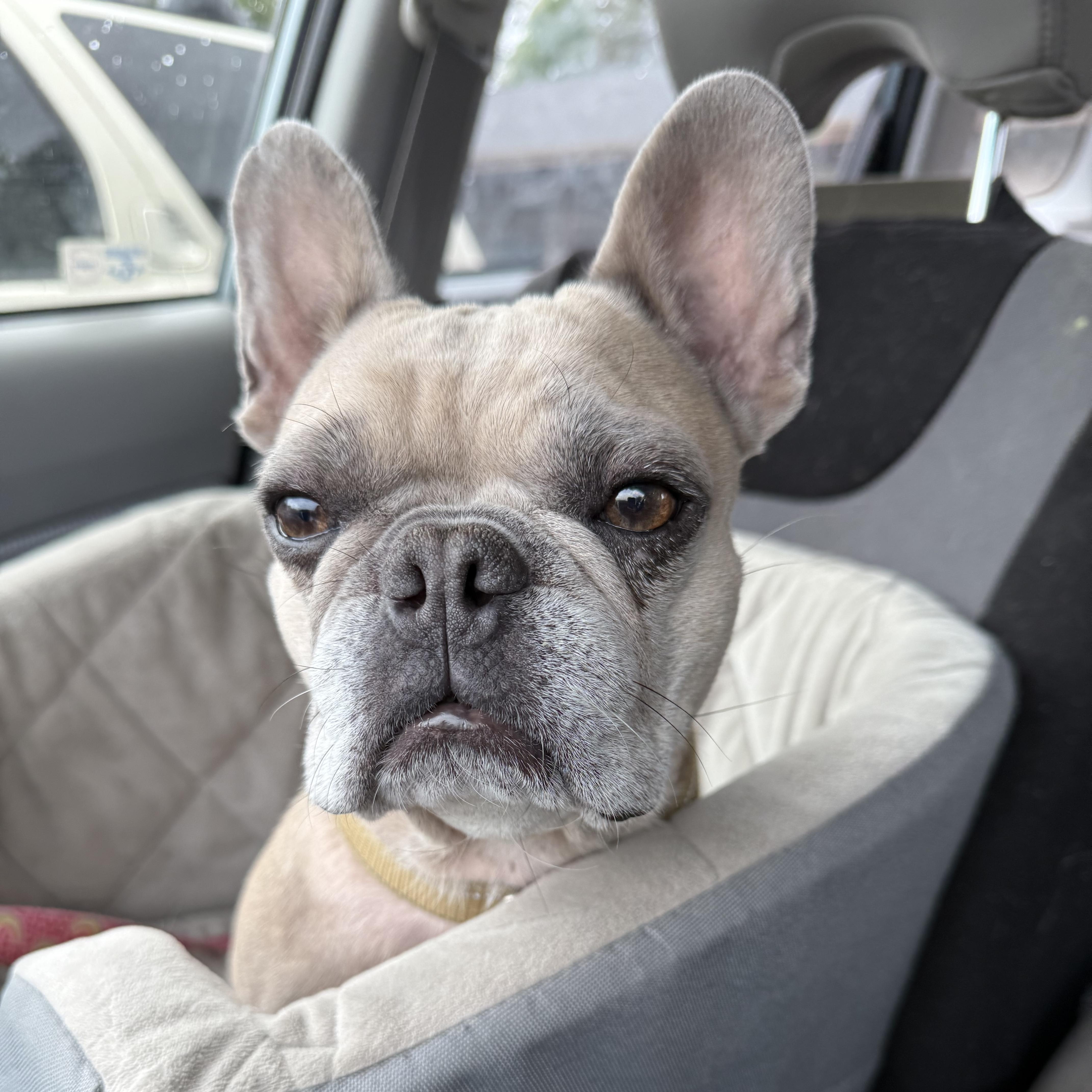 Enlarge Cookie, a ADOPTABLE French Bulldog in Powell Butte, OR image 3/5
