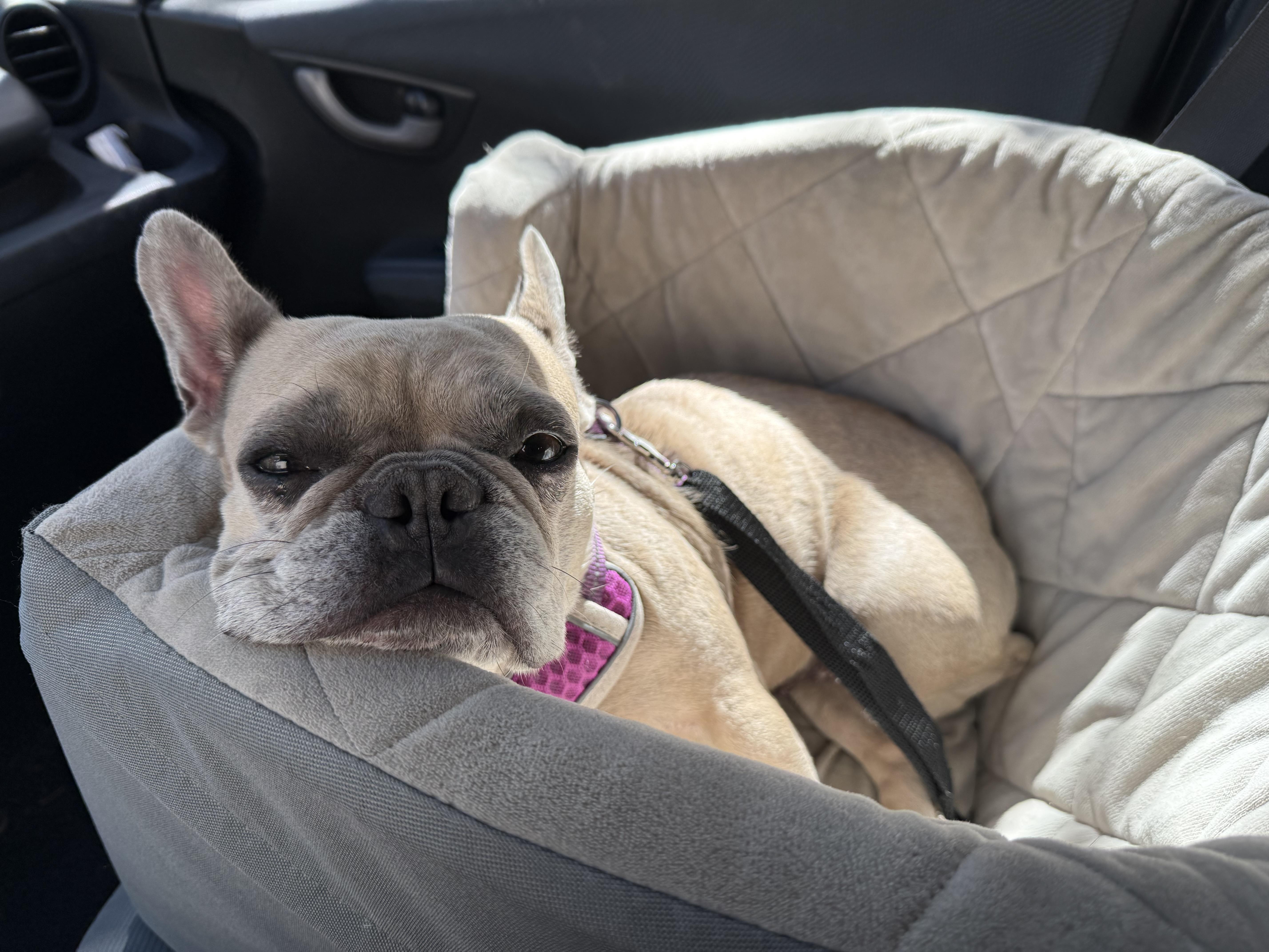 Enlarge Cookie, a Adopted French Bulldog in Powell Butte, OR image 5/6