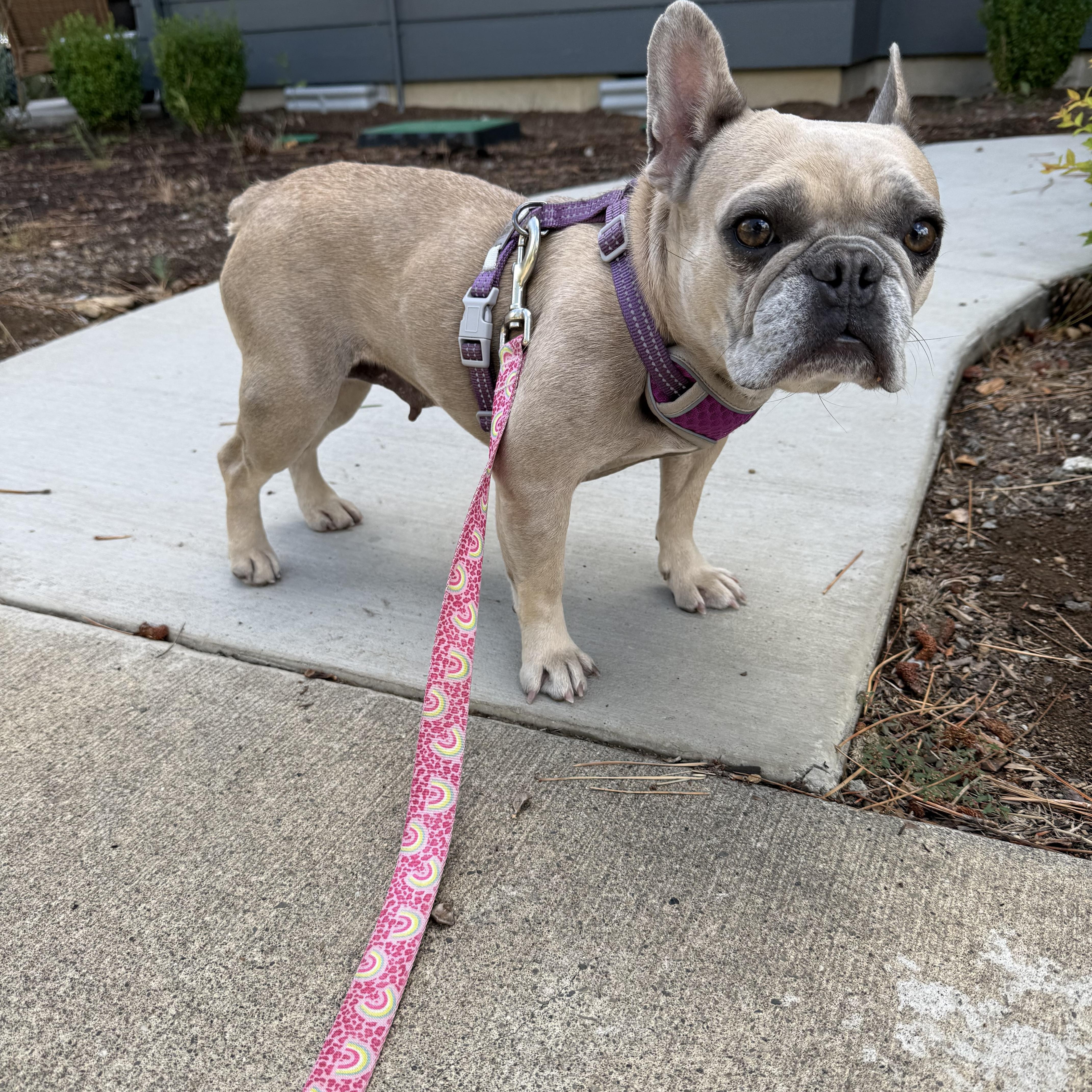 Enlarge Cookie, a Adopted French Bulldog in Powell Butte, OR image 6/6
