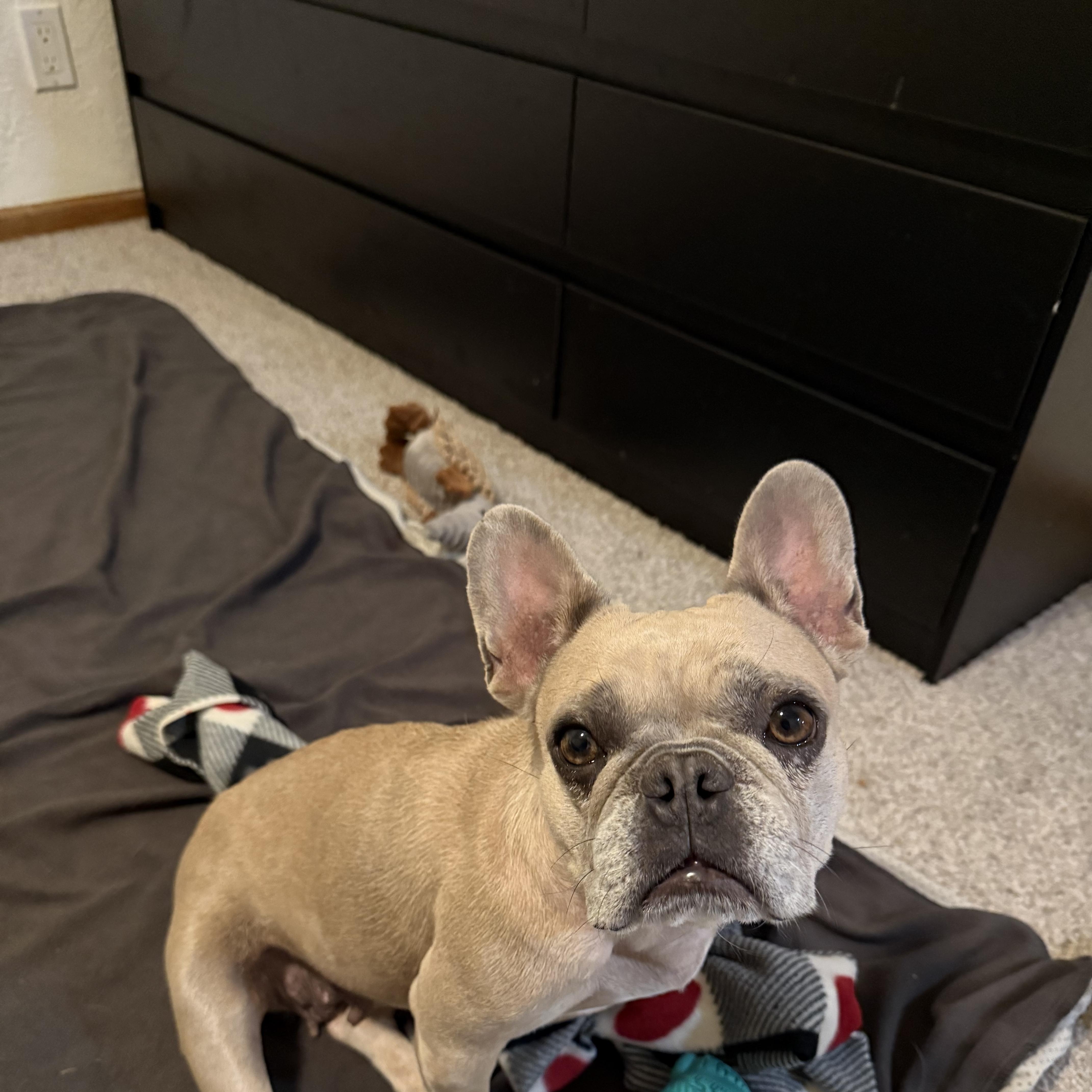 Enlarge Cookie, a ADOPTABLE French Bulldog in Powell Butte, OR image 4/5
