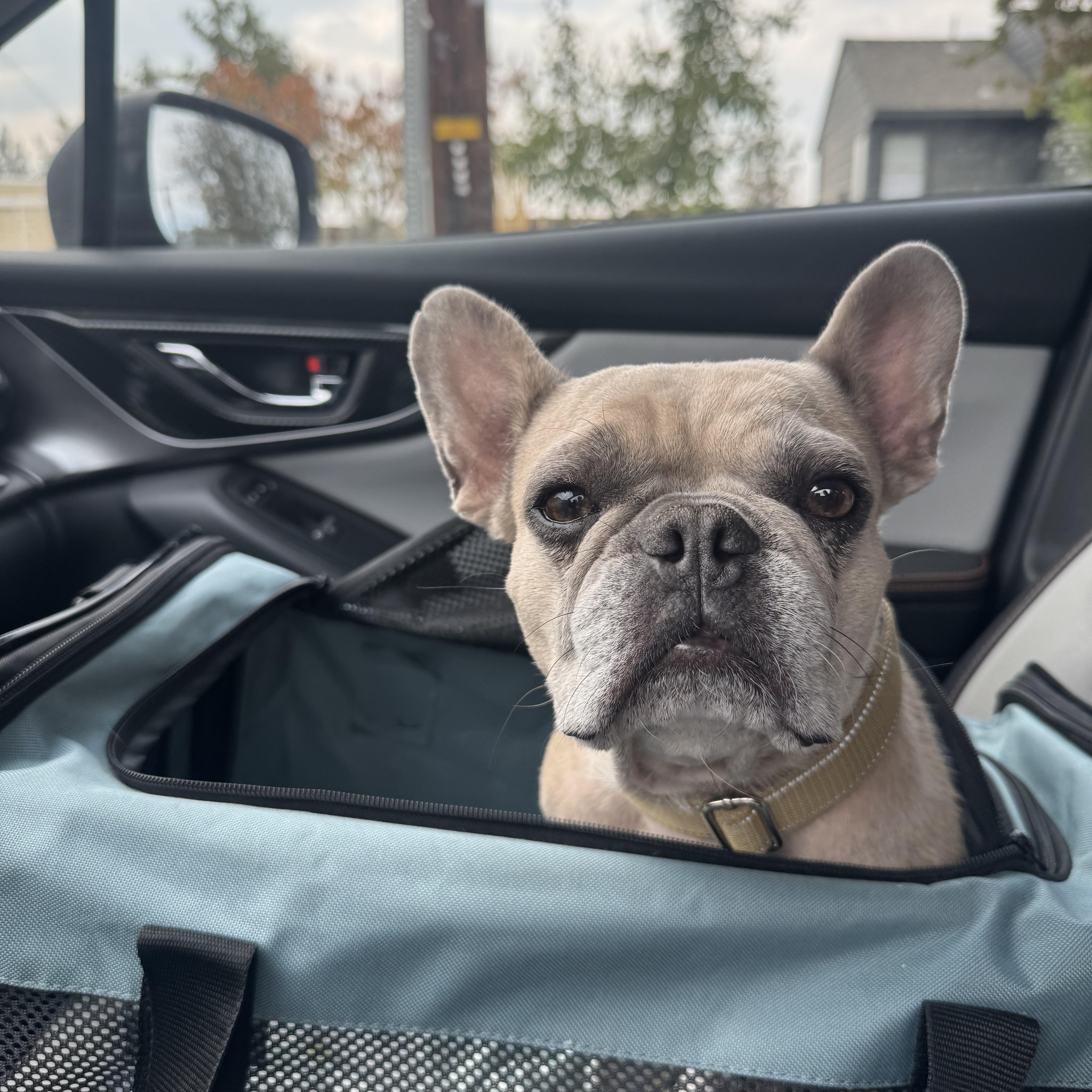 Enlarge Cookie, a ADOPTABLE French Bulldog in Powell Butte, OR image 1/5