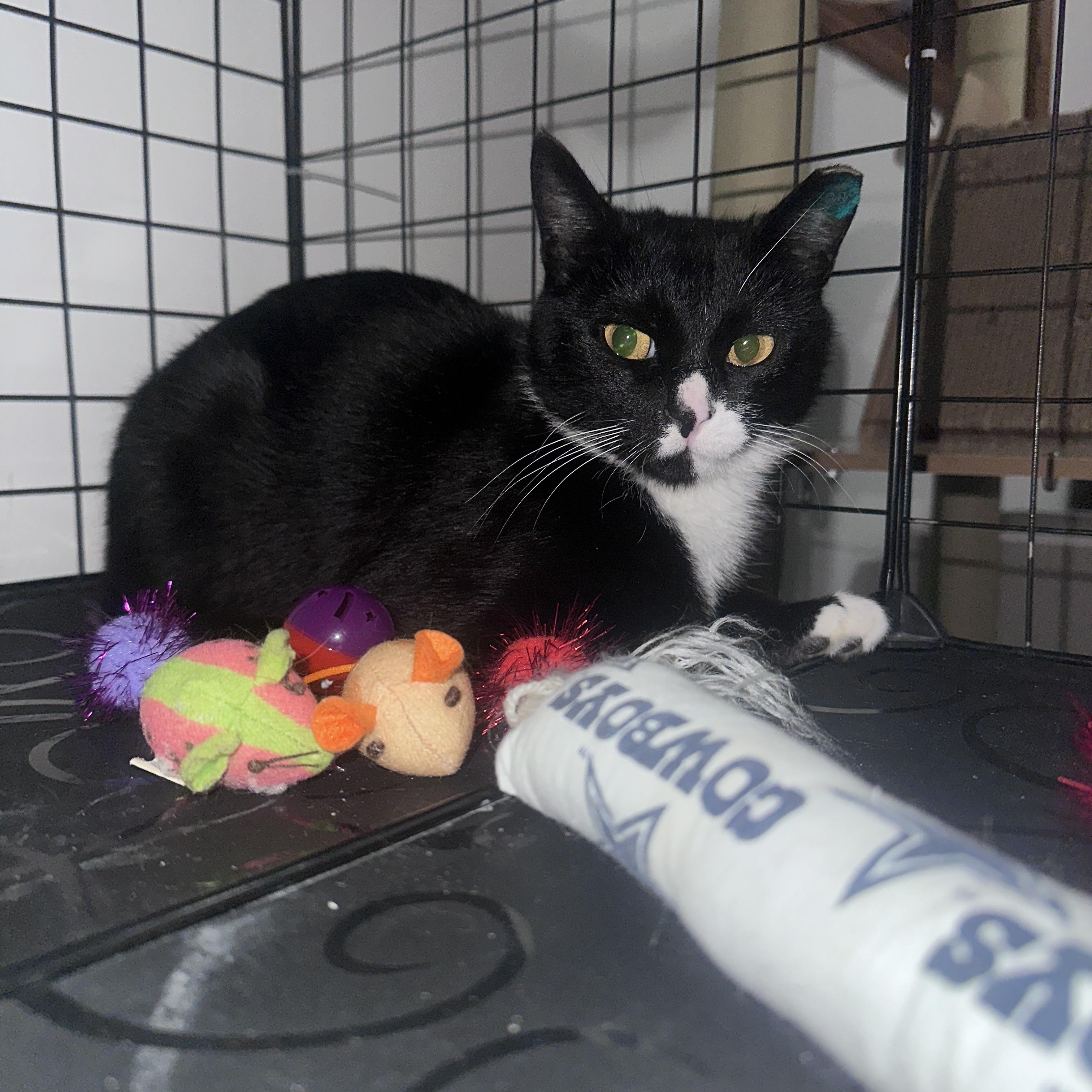 Raya, Adoptable, Adult Female Tuxedo.