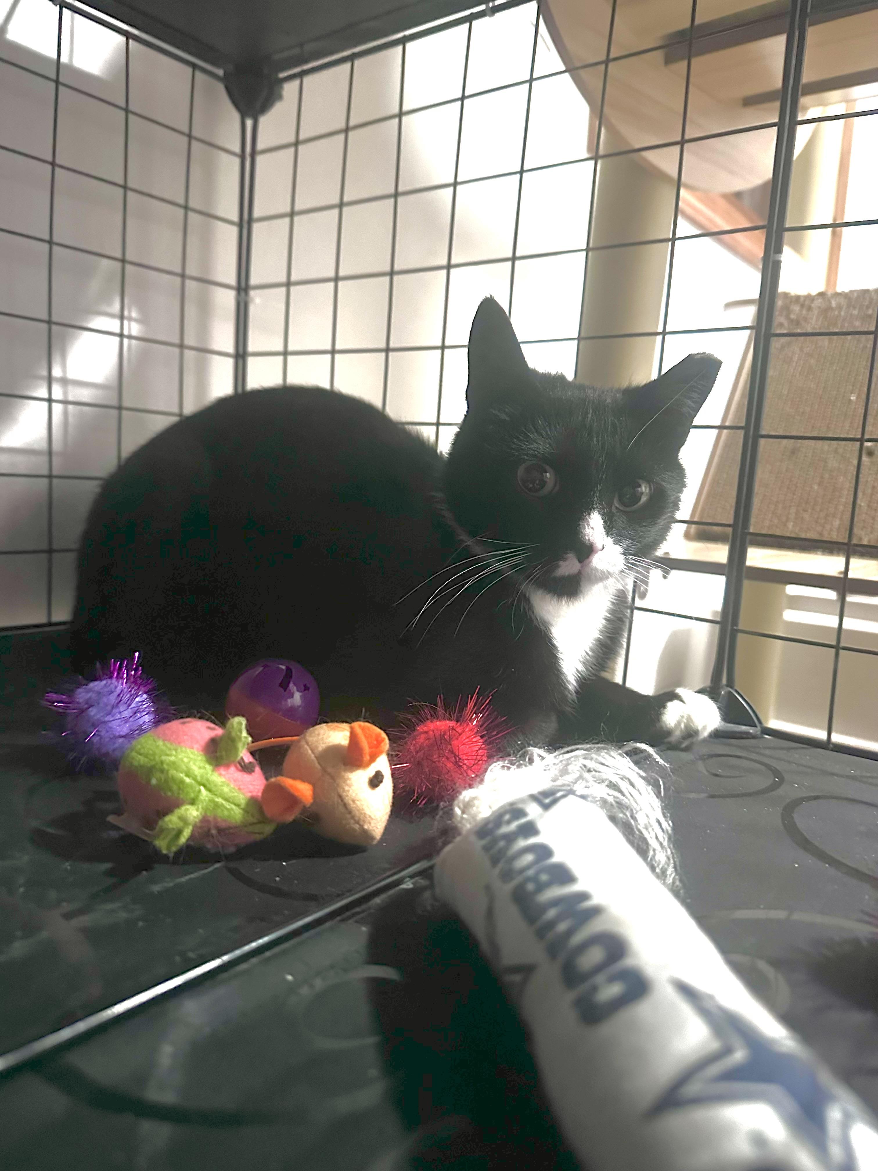 Enlarge Raya, a Adoptable Tuxedo in GALESVILLE, WI image 3/6