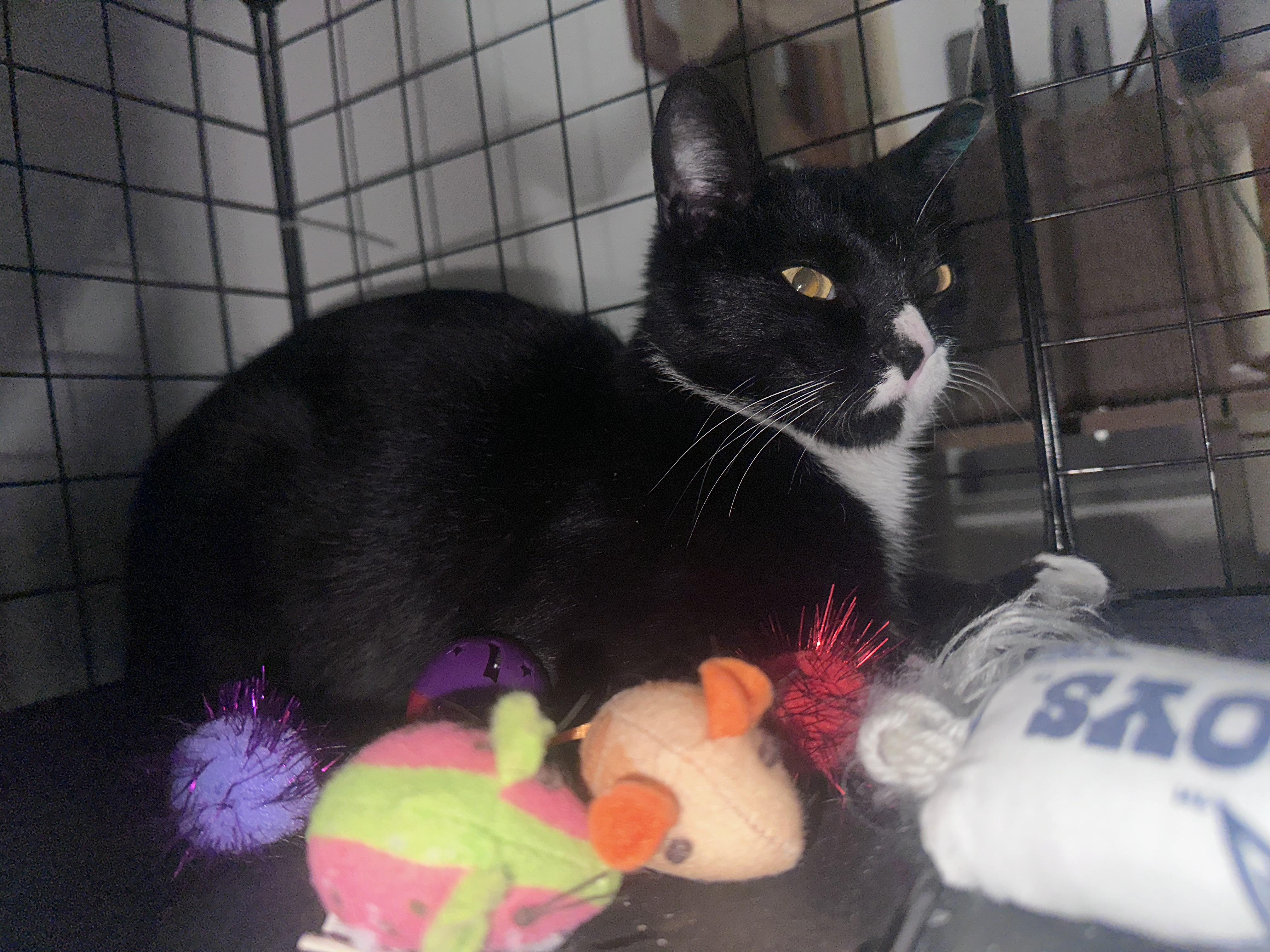 Enlarge Raya, a Adoptable Tuxedo in GALESVILLE, WI image 4/6
