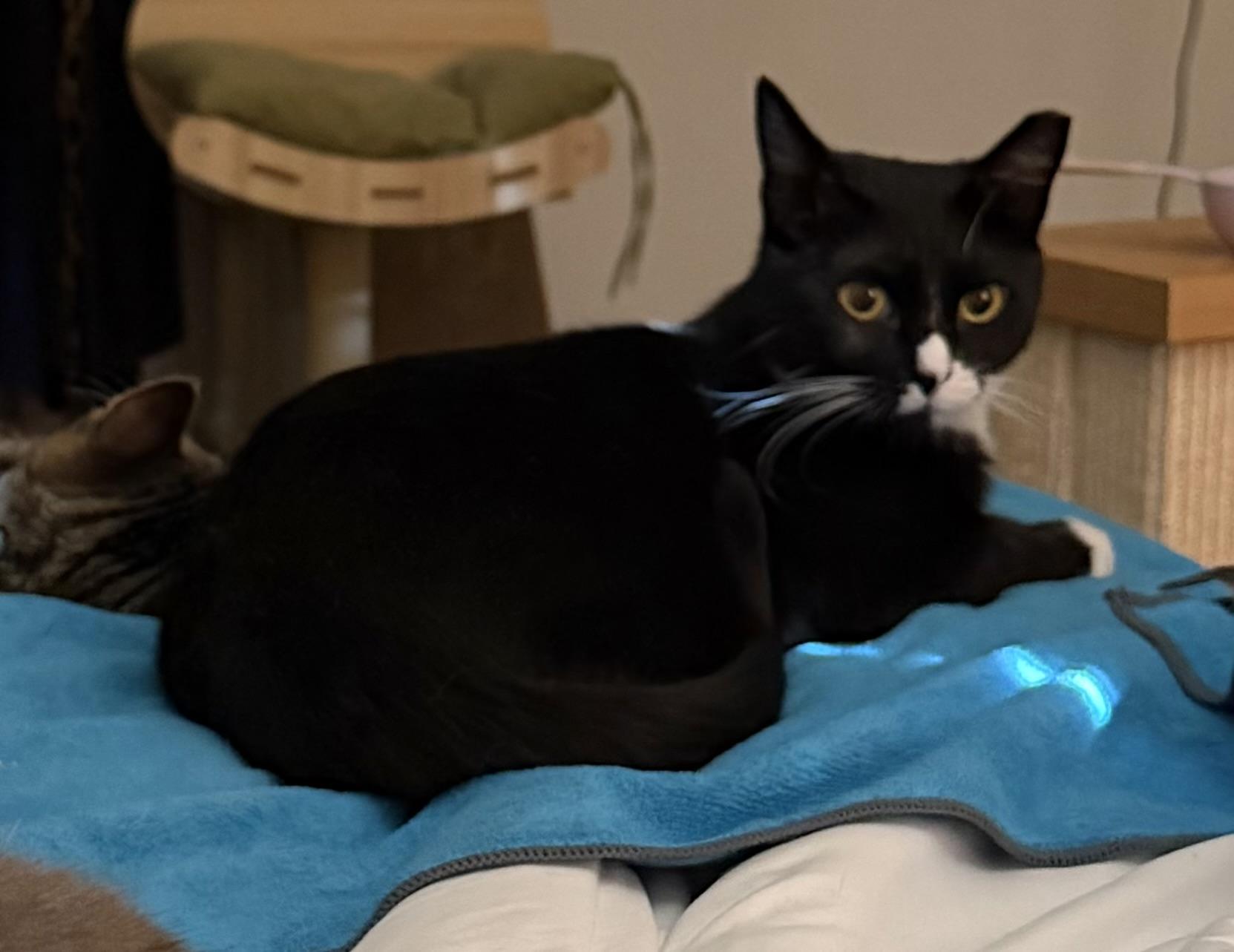 Enlarge Raya, a Adoptable Tuxedo in GALESVILLE, WI image 2/6
