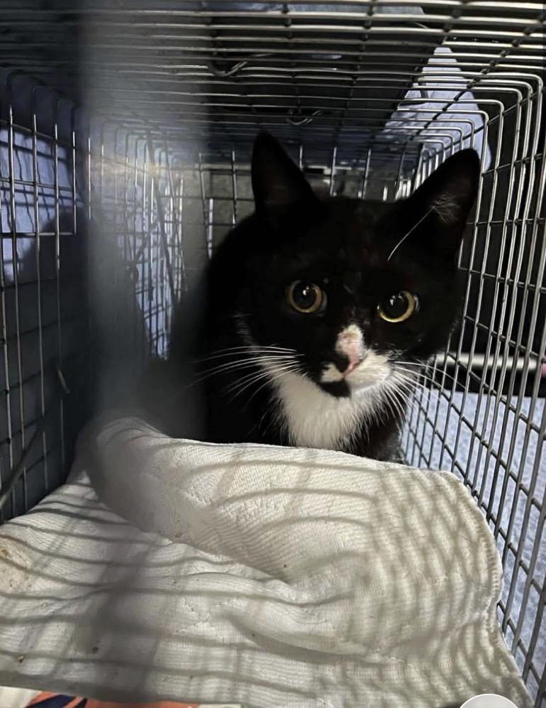 Enlarge Raya, a Adoptable Tuxedo in GALESVILLE, WI image 5/6
