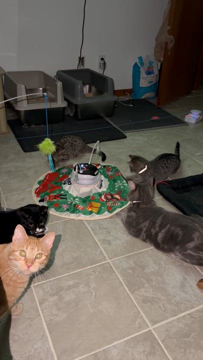 Enlarge Raya, a Adoptable Tuxedo in GALESVILLE, WI video 6/6