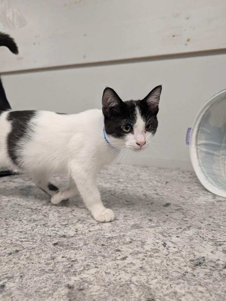 Enlarge Goofy, a Adoptable mixed breed in Angola, IN image 1/2