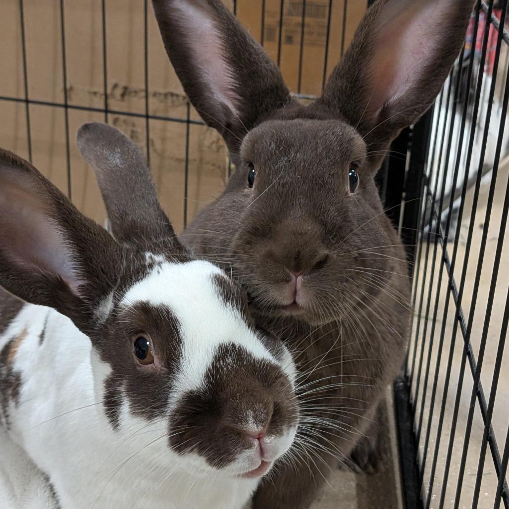 S'more with CocoPuff, Adoptable, Adult Female Bunny Rabbit & Rabbit, DomesticMix.