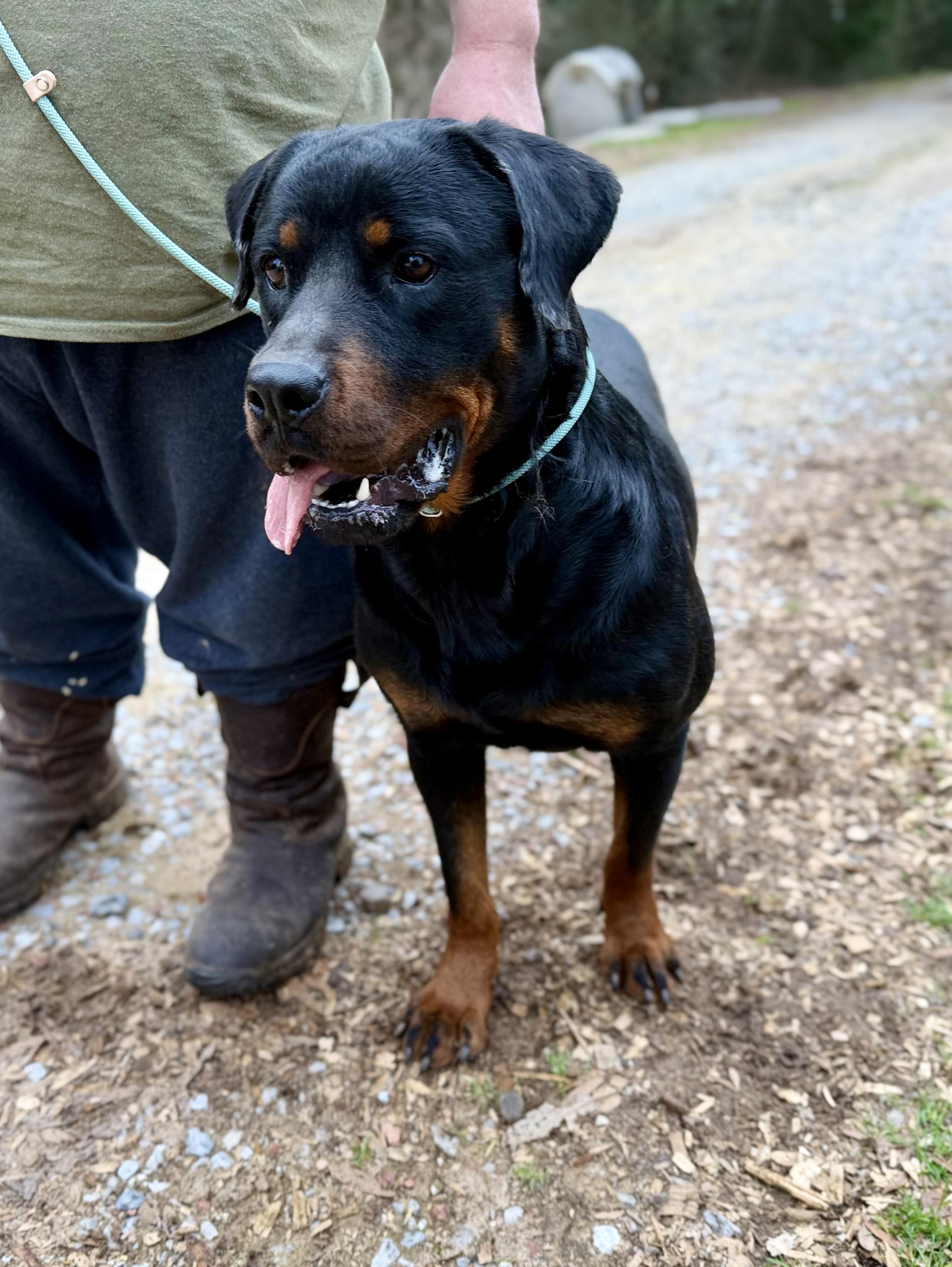 Enlarge LAYLA, a ADOPTABLE Rottweiler in Fosters, AL image 1/6