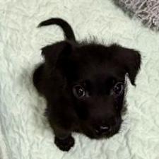 Green Day, Adoptable, Puppy Male Poodle & Mixed Breed.