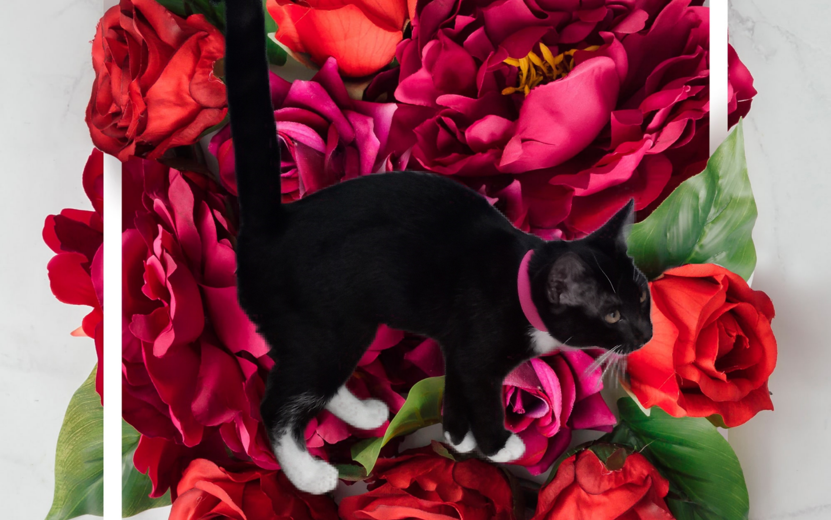 Lacy, a Adoptable Domestic Short Hair in El Paso, TX image 3/4