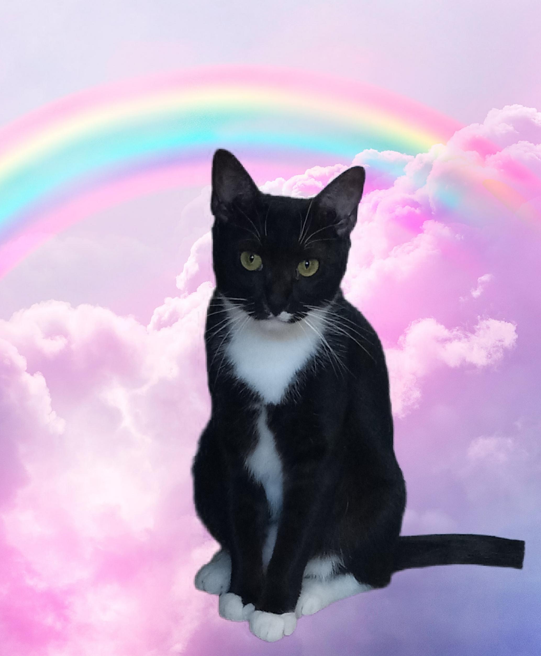 Lacy, Adoptable, Adult Female Domestic Short Hair.