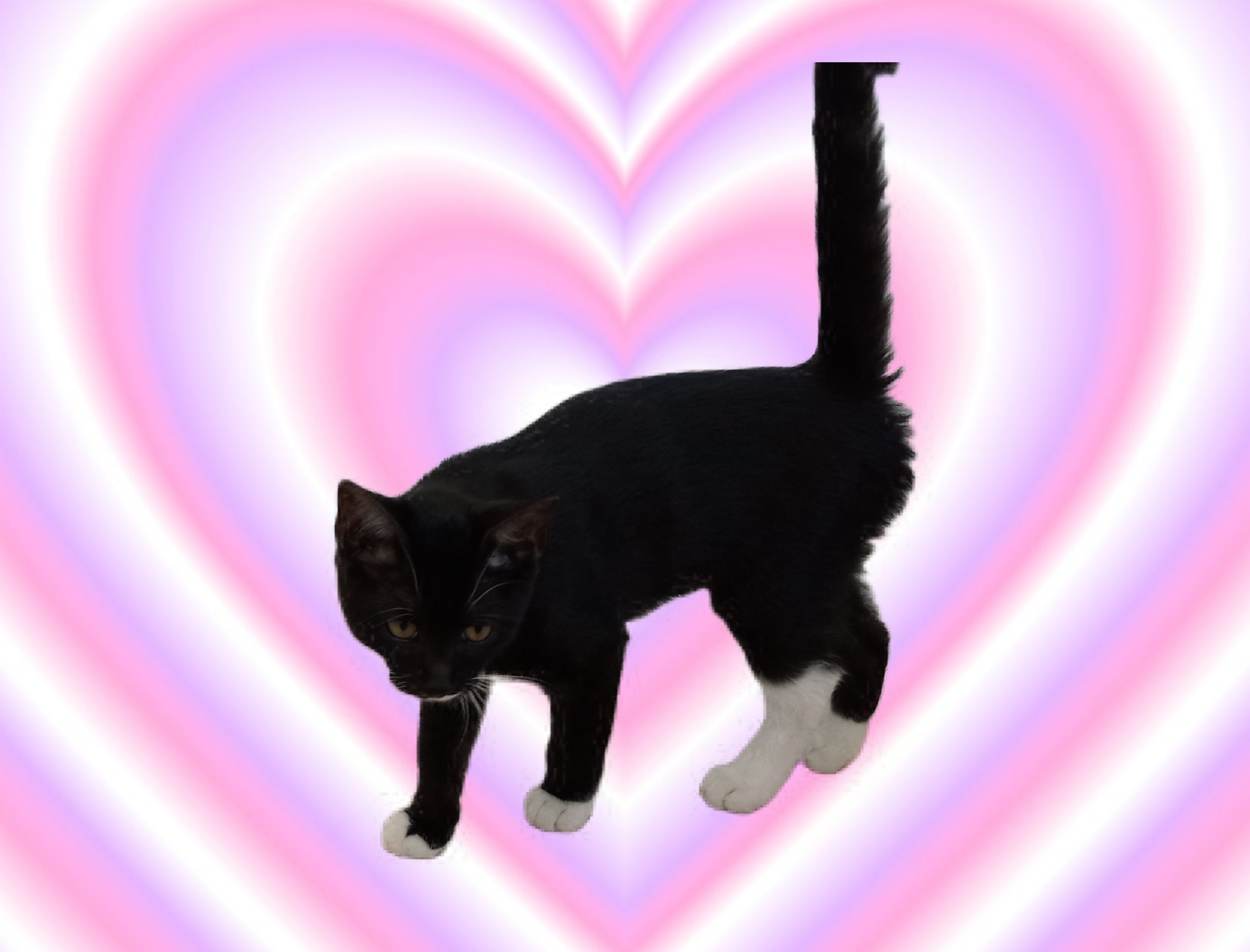 Lacy, a Adoptable Domestic Short Hair in El Paso, TX image 2/4