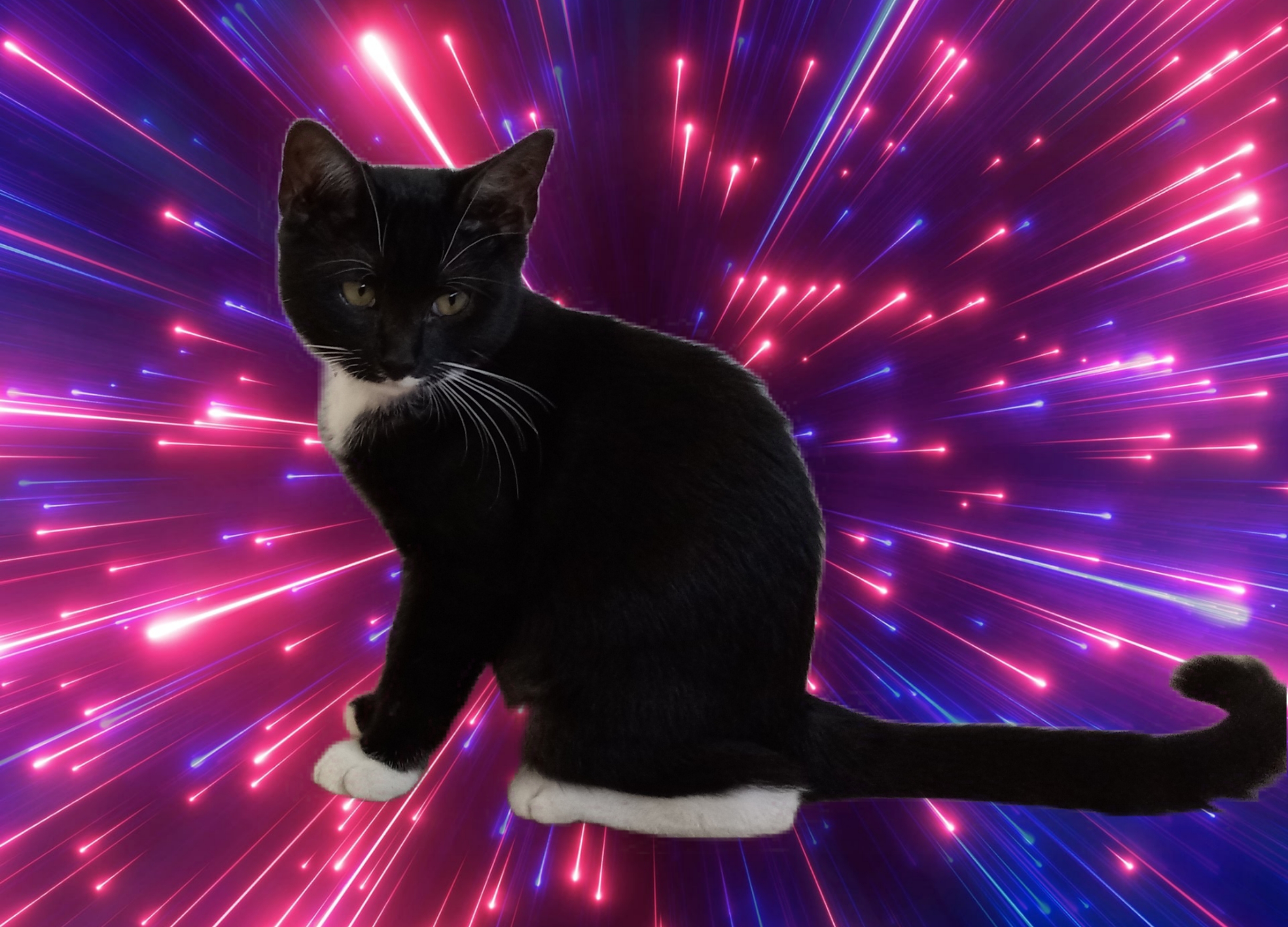 Lacy, a Adoptable Domestic Short Hair in El Paso, TX image 4/4