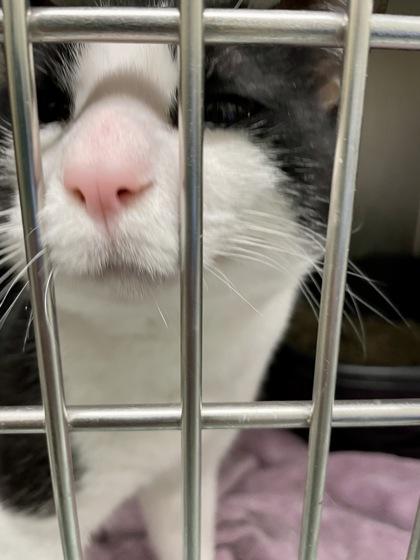 Bubbi — thumbnail 2