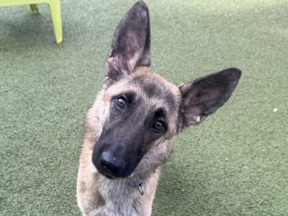 Marcus, Adoptable, Adult Male Belgian Shepherd / Malinois & Mixed Breed.