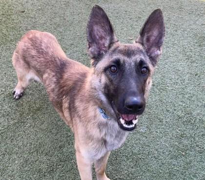 Enlarge Marcus, a Adoptable mixed breed in Phoenix, AZ image 3/5