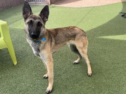 Enlarge Marcus, a Adoptable mixed breed in Phoenix, AZ image 2/3