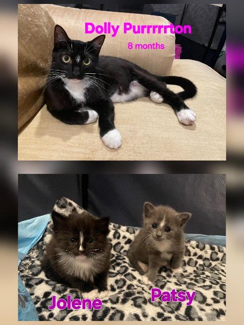 The country kittens, ADOPTABLE, Kitten Female Tuxedo.
