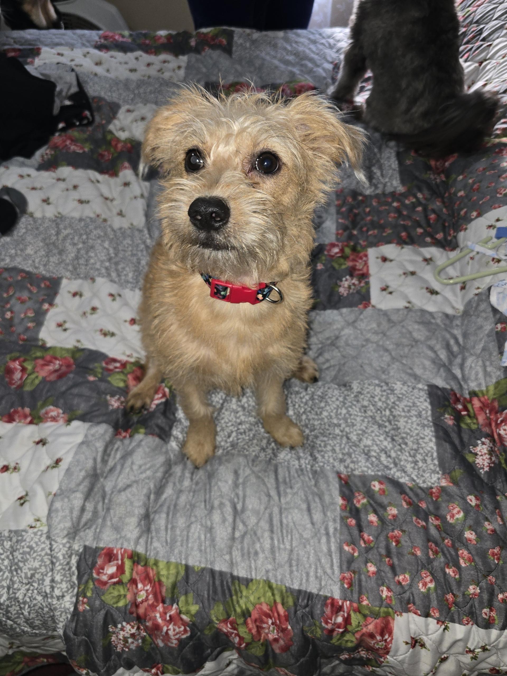 Enlarge J. Cash, a ADOPTABLE mixed breed in Whitestown, IN image 2/2