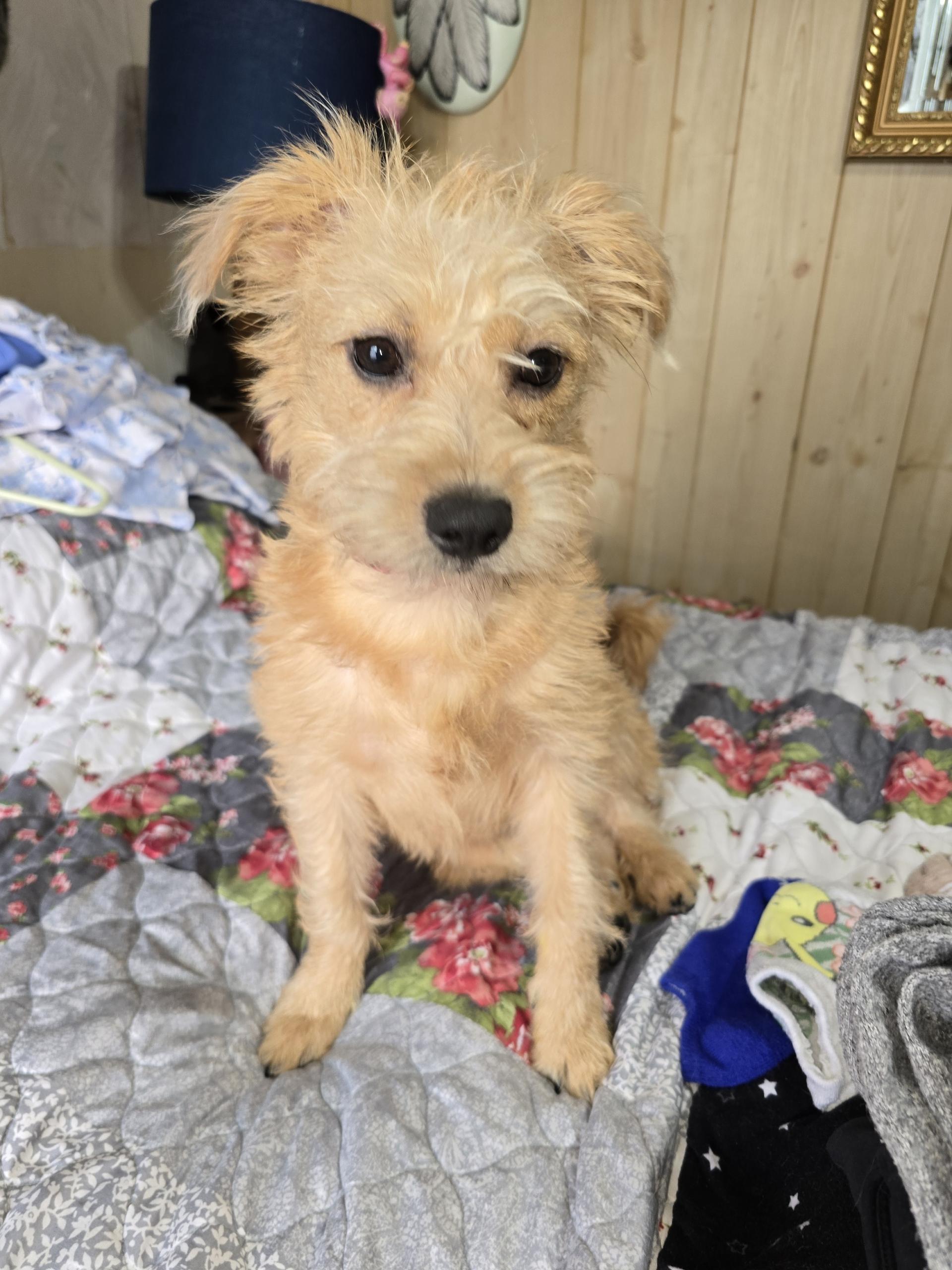 Enlarge J. Cash, a ADOPTABLE mixed breed in Whitestown, IN image 1/2