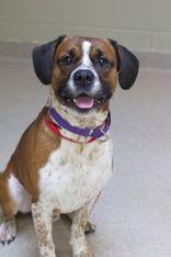 Blaze, ADOPTABLE, Adult Male Mixed Breed.