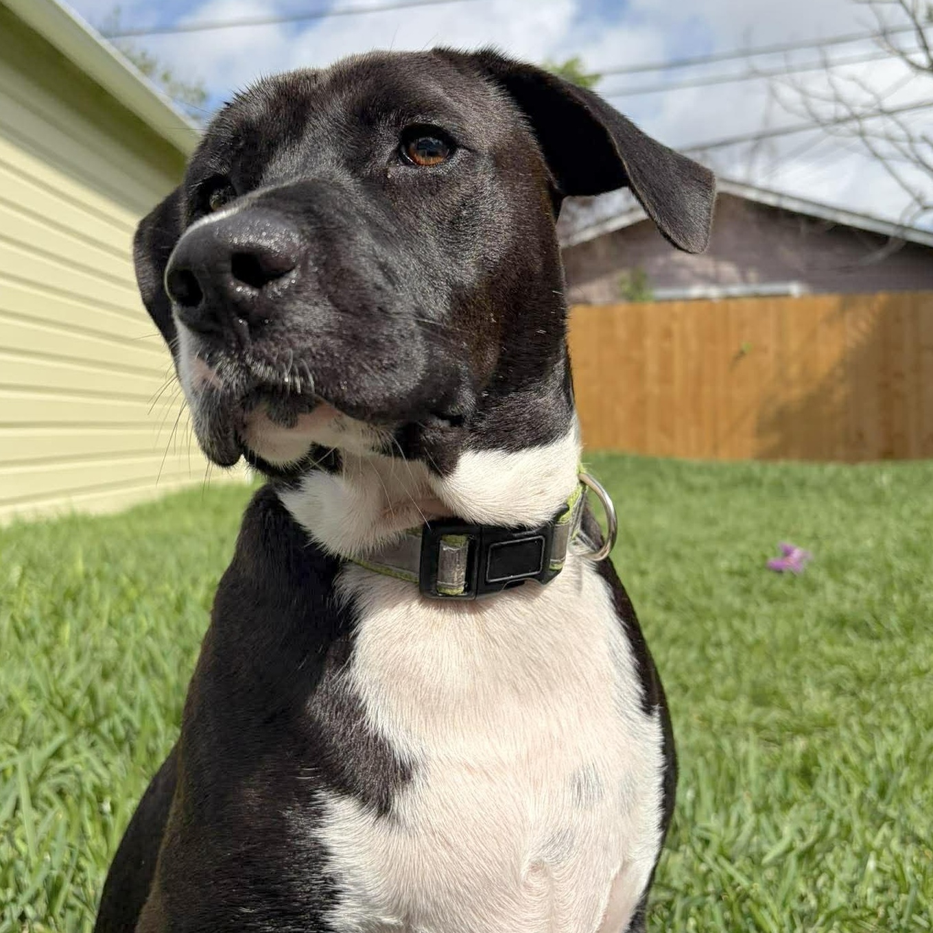 Enlarge Snoops, a Adoptable mixed breed in Springfield, OR image 3/6