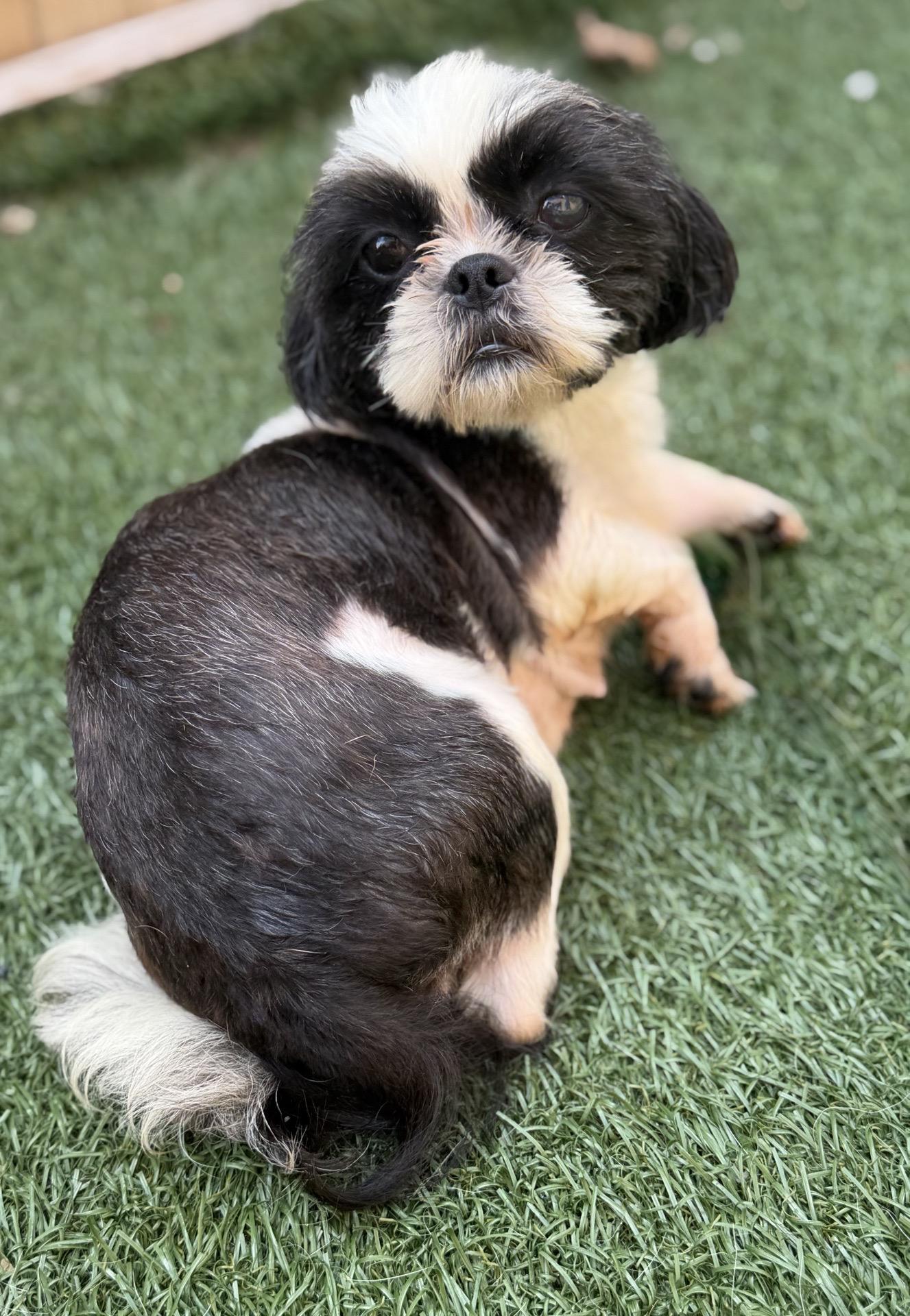 Telly, an adopted mixed breed in Itasca, IL image 2/2